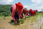 Paddy planting slow across the country, only 9.97 percent as of Ashar 8