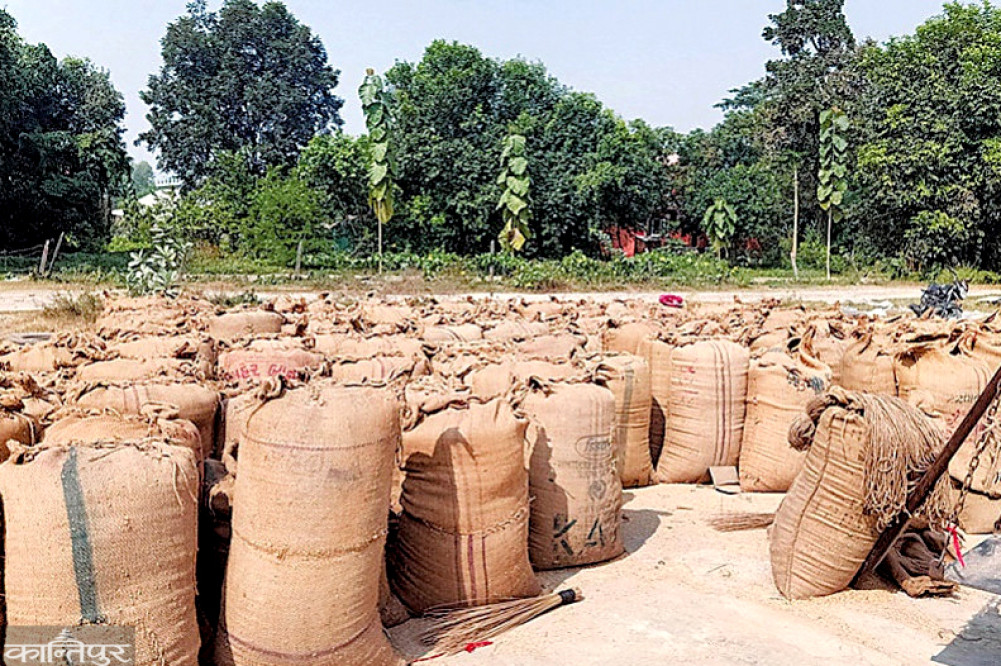 Study begins to determine support price for Chaite paddy