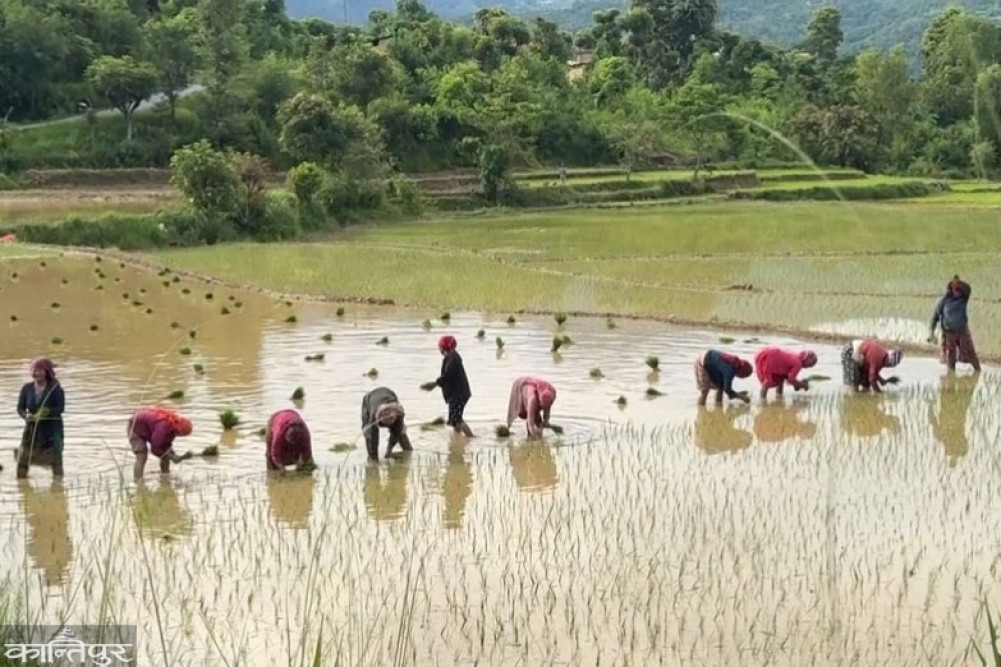 Implemented system to fix support price even before planting crops