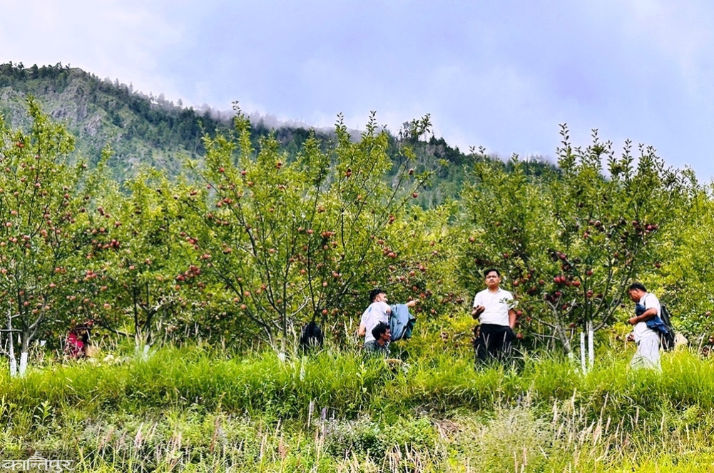 Demand to make Dolpa an apple 'superzone'