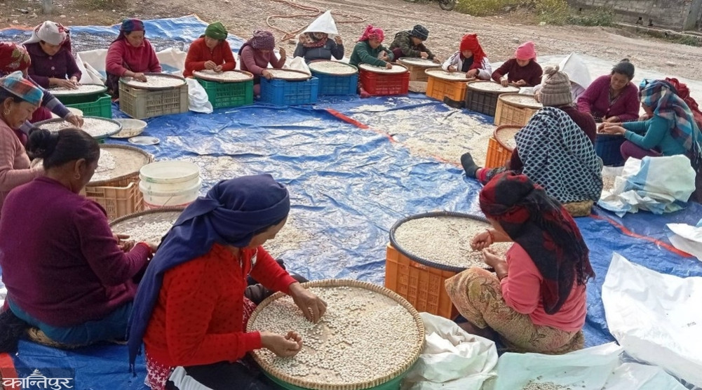 36,330 kg of white beans exported to Europe from Palpa