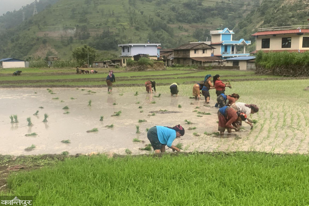 Paddy planting begins in Lekali fields of Lamjung