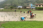 Paddy planting begins in Lekali fields of Lamjung