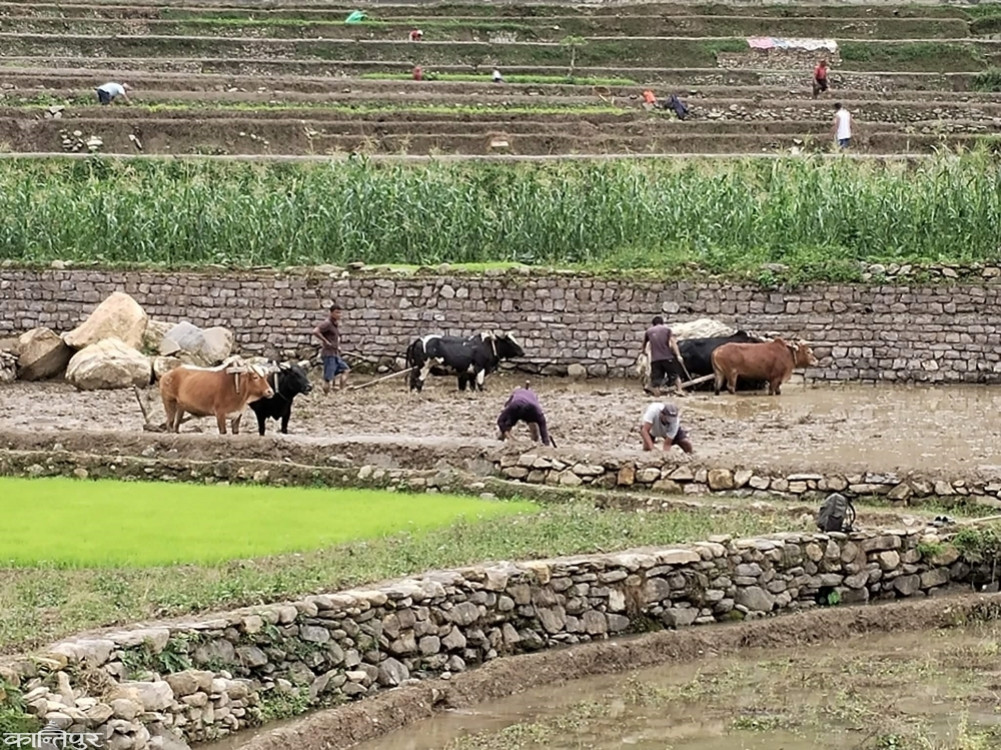 Traditional rice conservation award