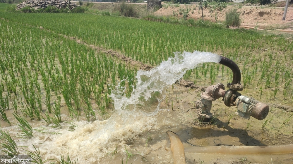 Kailali farmers turning flood fears into opportunities for prosperity