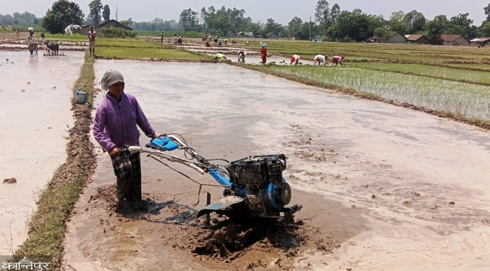 Crop rotation in Singhapur, farming continues in Perm