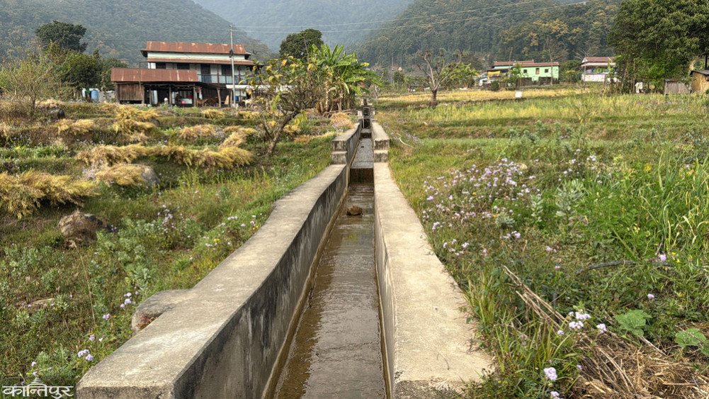 Irrigation facilities reach Kachal field after 39 years, three crops flourish