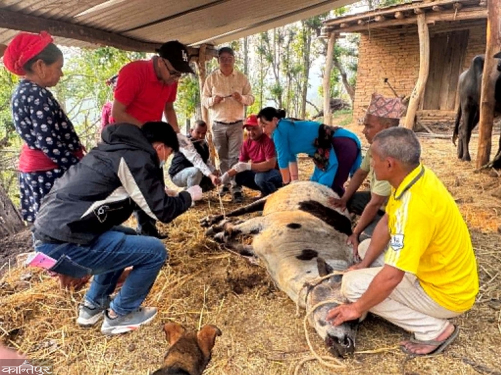 Farmers concerned as foot and mouth disease increases in livestock in Salyan's Kumakh