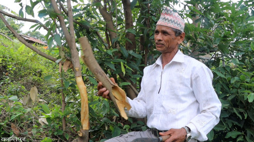 A village of chilies sprinkled with cinnamon