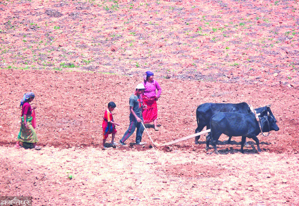 Farmers hit hard by fuel price hike