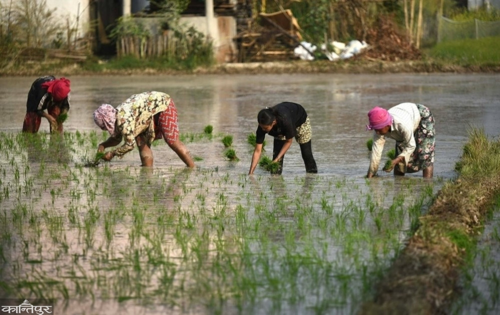 Farmers worry about fertilizer when planting rice