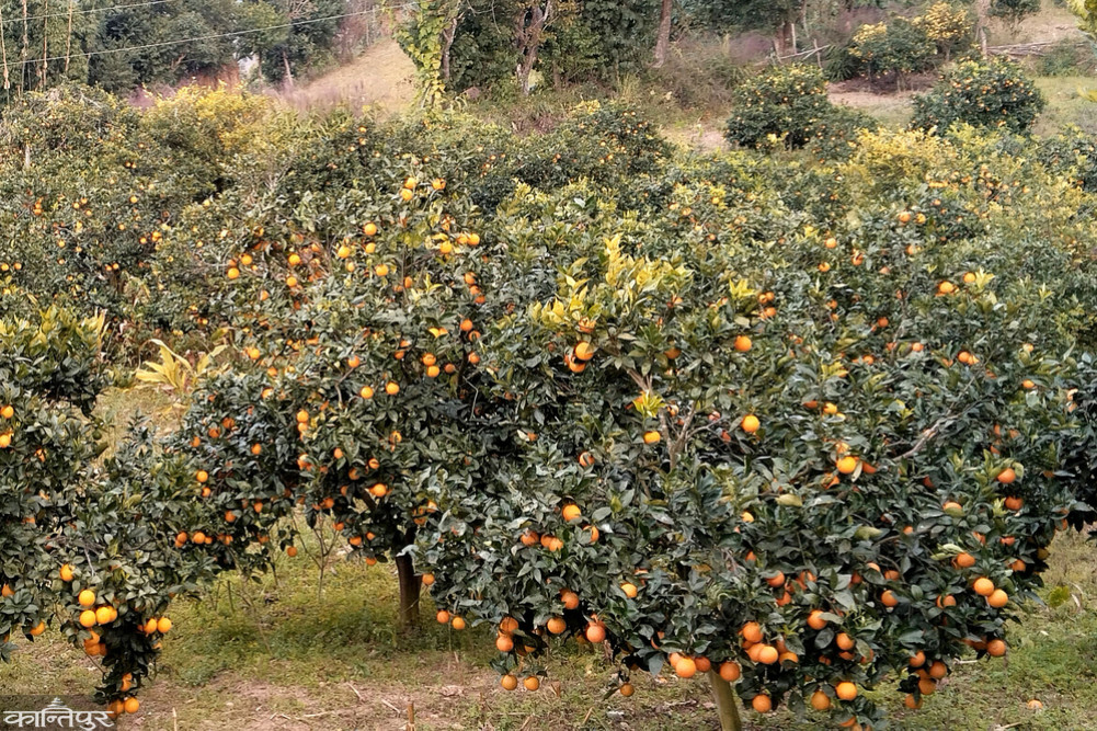 Juniper and oranges are on the tree, hoping for a good price.