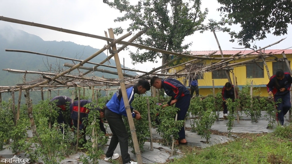Students and parents at Gwagha Secondary School do farming together, earn 8 lakhs in 3 years