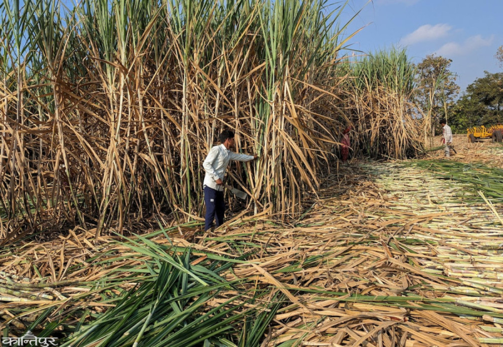 Fears of price hike in Nepali market after India bans sugar exports