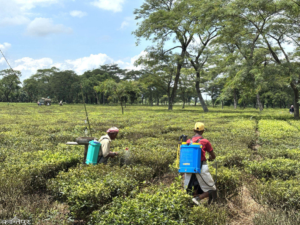 Ilam industrialists to shut down tea industry in protest against Indian blockade