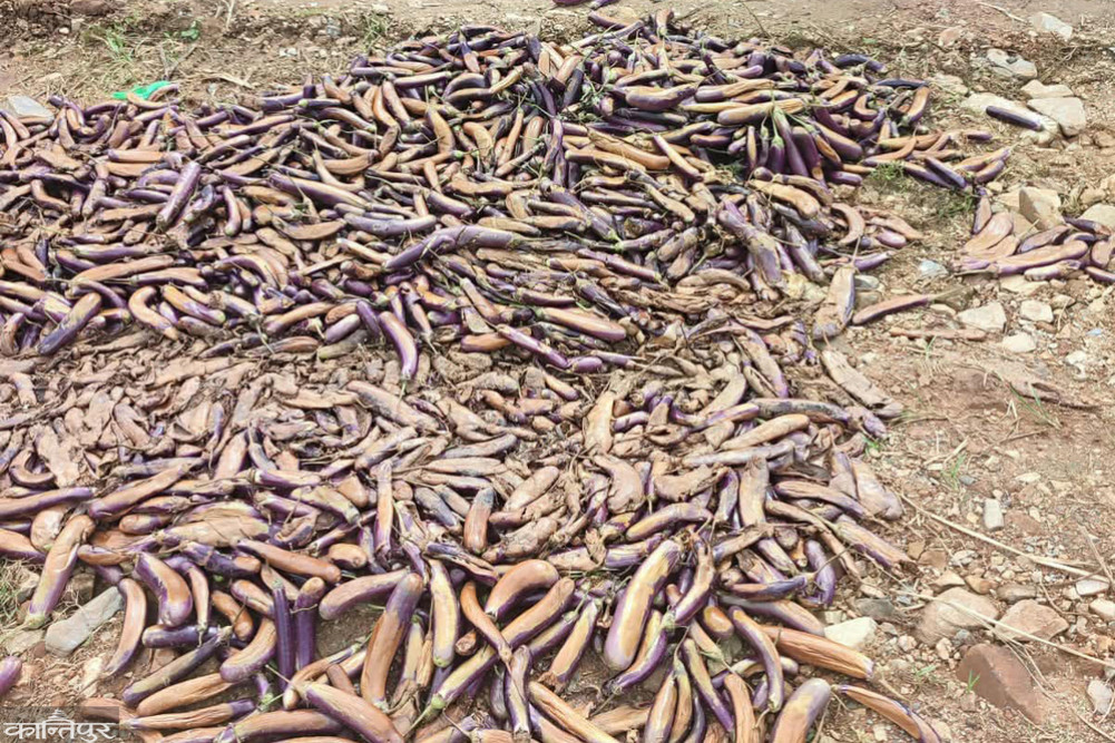 Farmers in Ghyalchowk throw their crops on the road after not getting a good price, leaving their bodies in the fields
