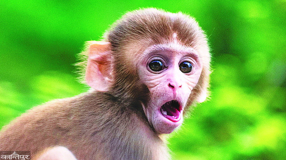 Let's manage the monkey.