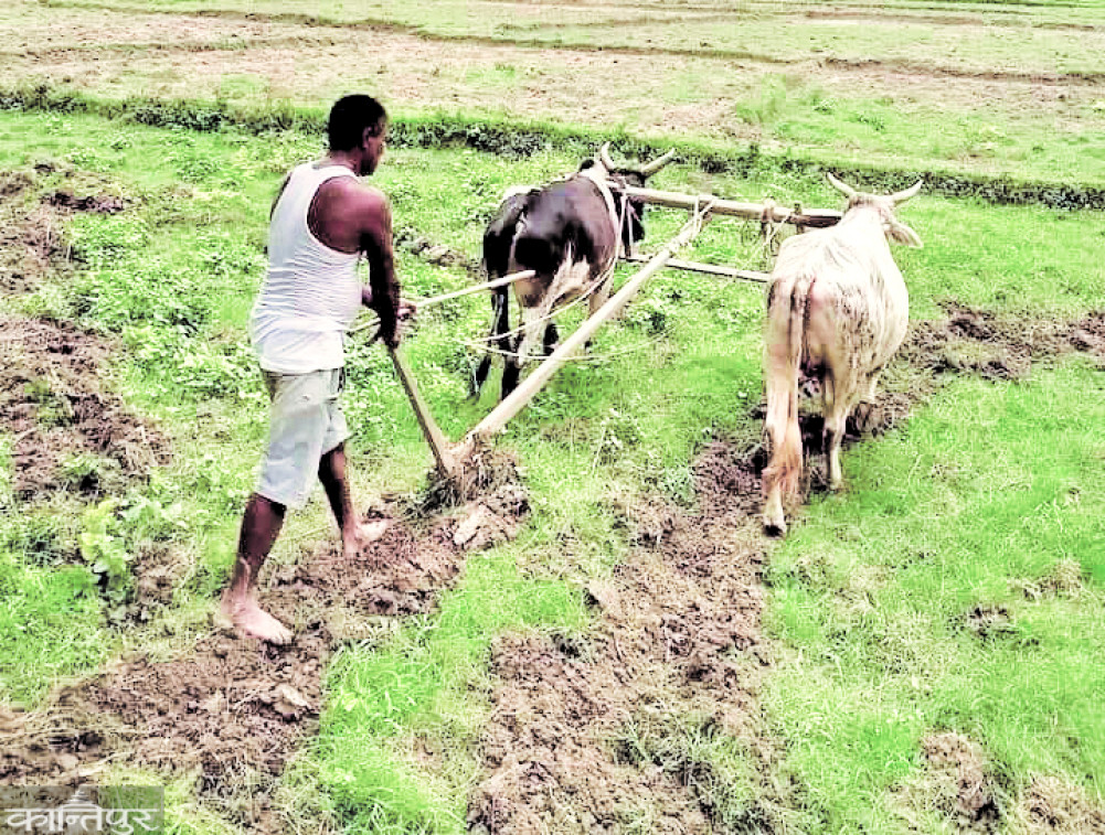 The story of power transformed into a farmyard