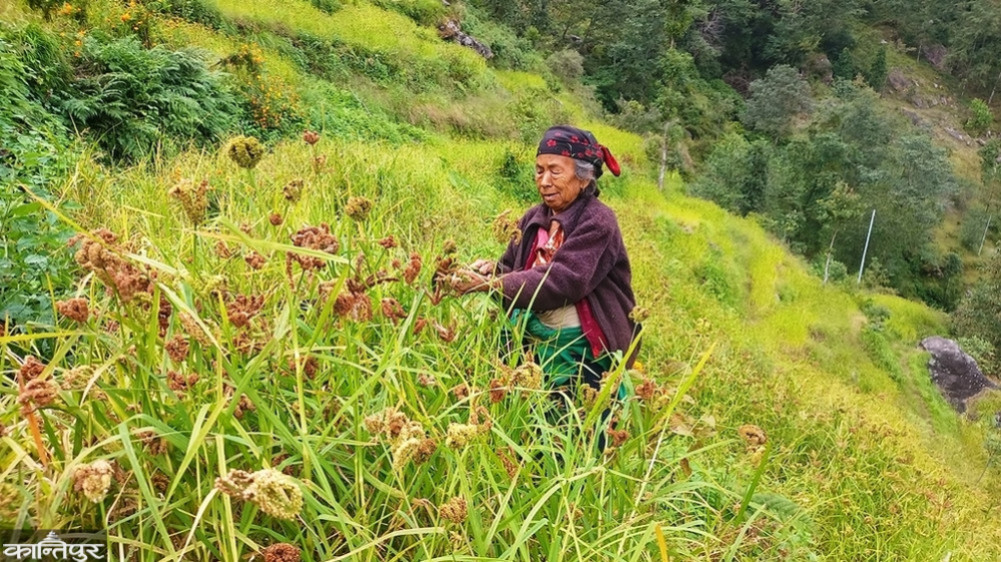 Indigenous millet under the impact of climate change