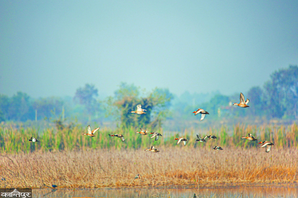 Migratory birds: risk of bird flu