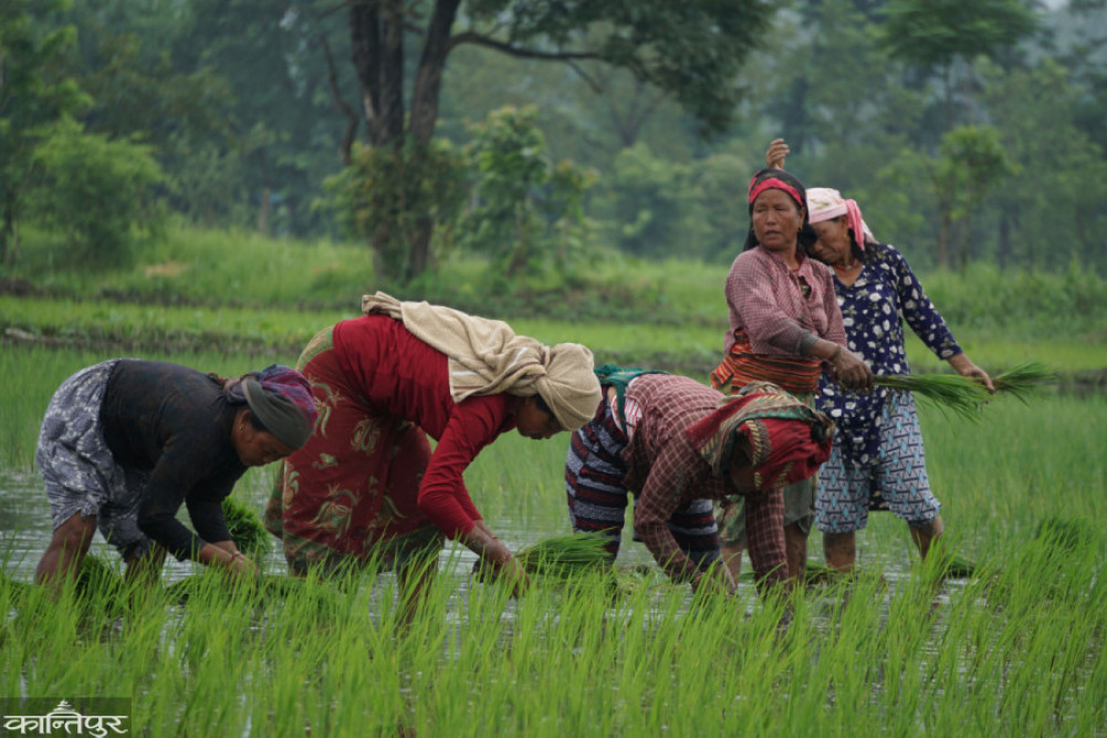 Paddy Day: Increased production, prosperity of farmers