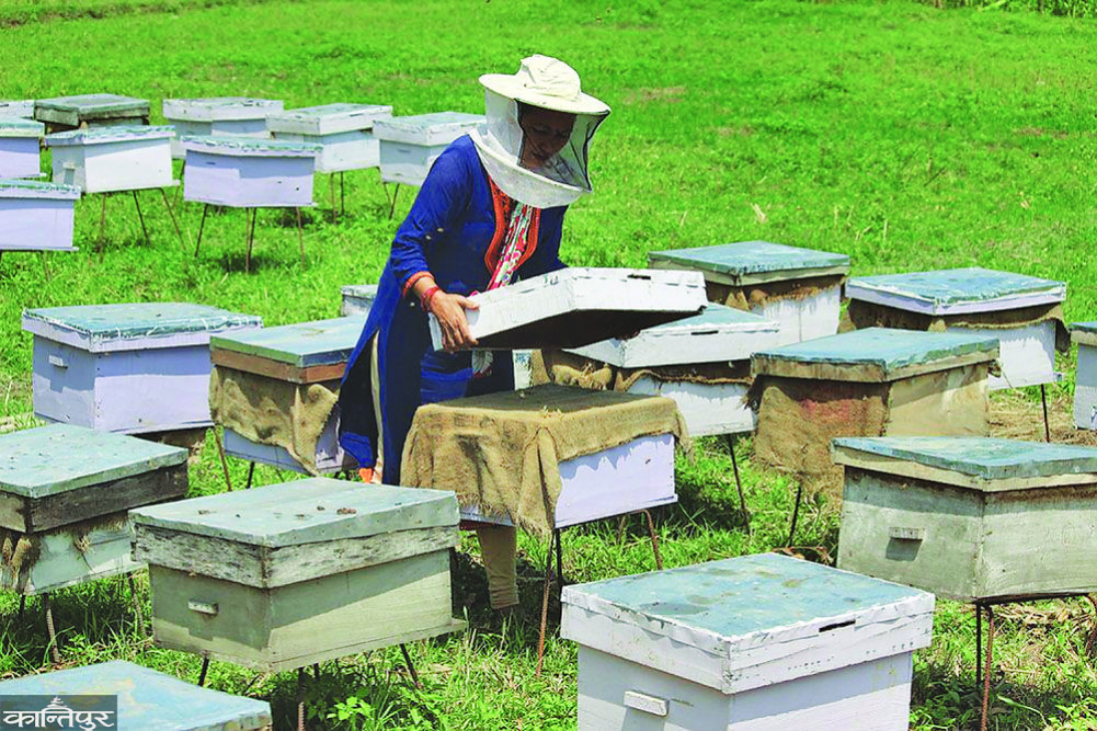 Honey: The foundation of rural prosperity