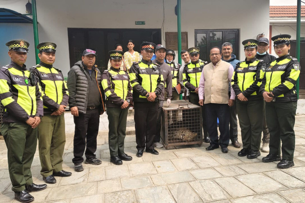 Leopard rescued from school store in Lalitpur