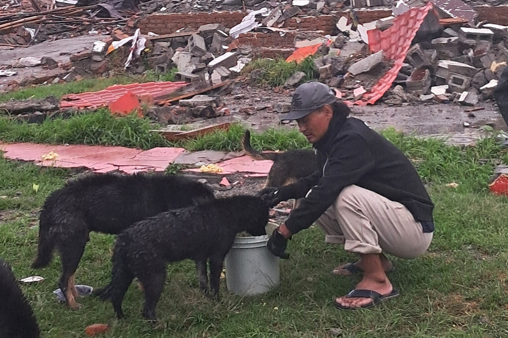 Animals become homeless after squatter settlements are removed