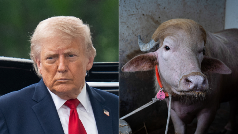 Buffalo gets a new lease of life after being compared to Trump, now lives at the National Zoo