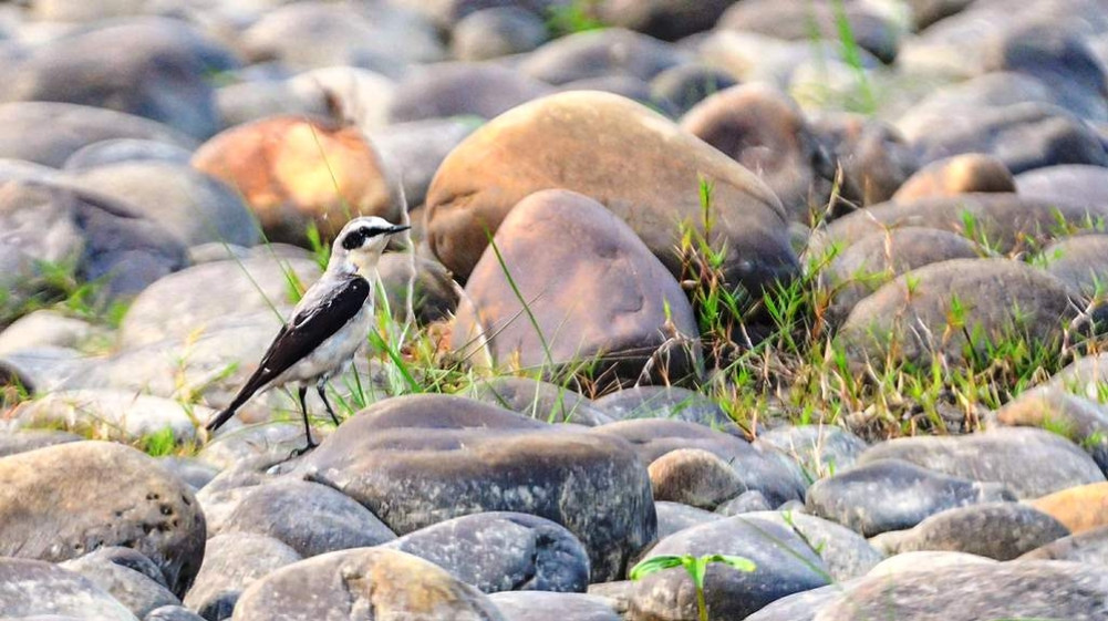 'Gazelle Ground Irvine' bird seen in Nepal after 43 years