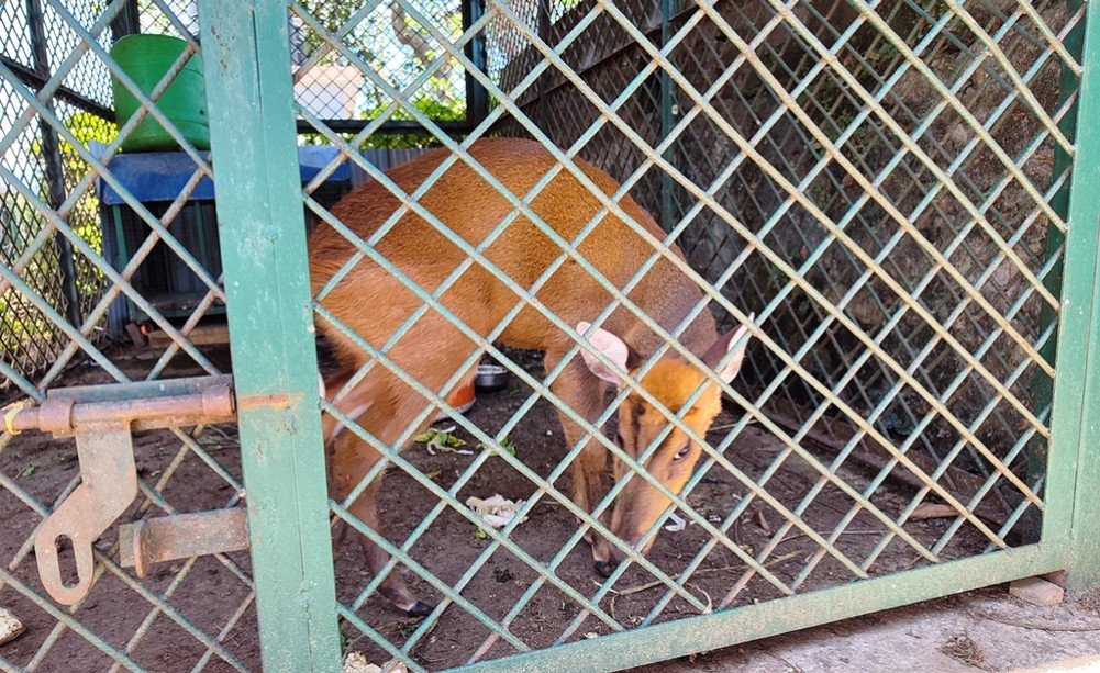 Ratuwa rescued from Bhedetar to be released in TMJ area