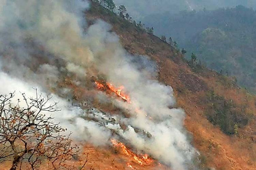 Fires burn 15 percent of the forest area in the Far West