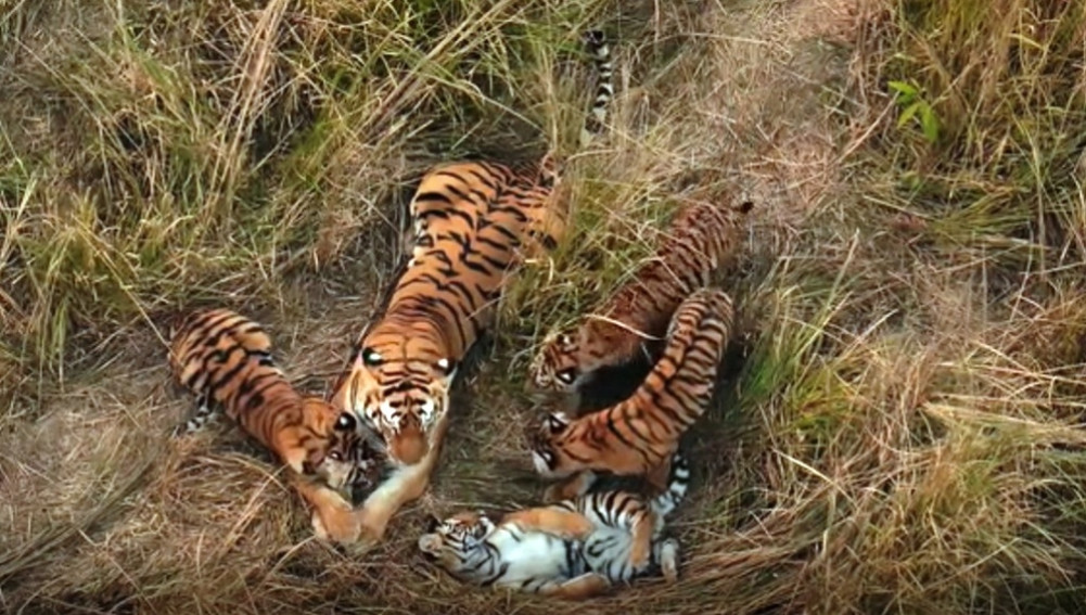 Conservationists debate after BBC documentary reveals new secrets about tiger behavior