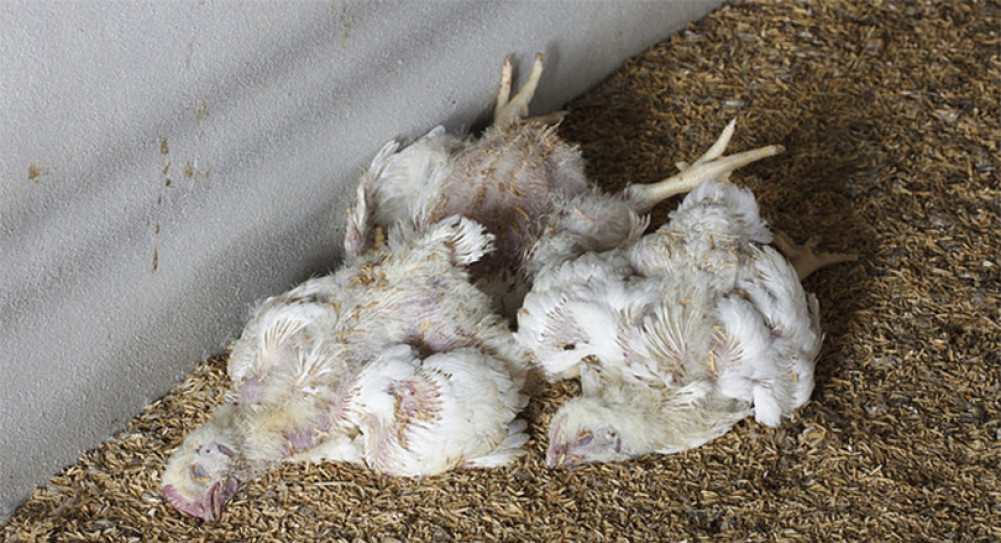 Bird flu confirmed in Sunwal, 200 chickens destroyed
