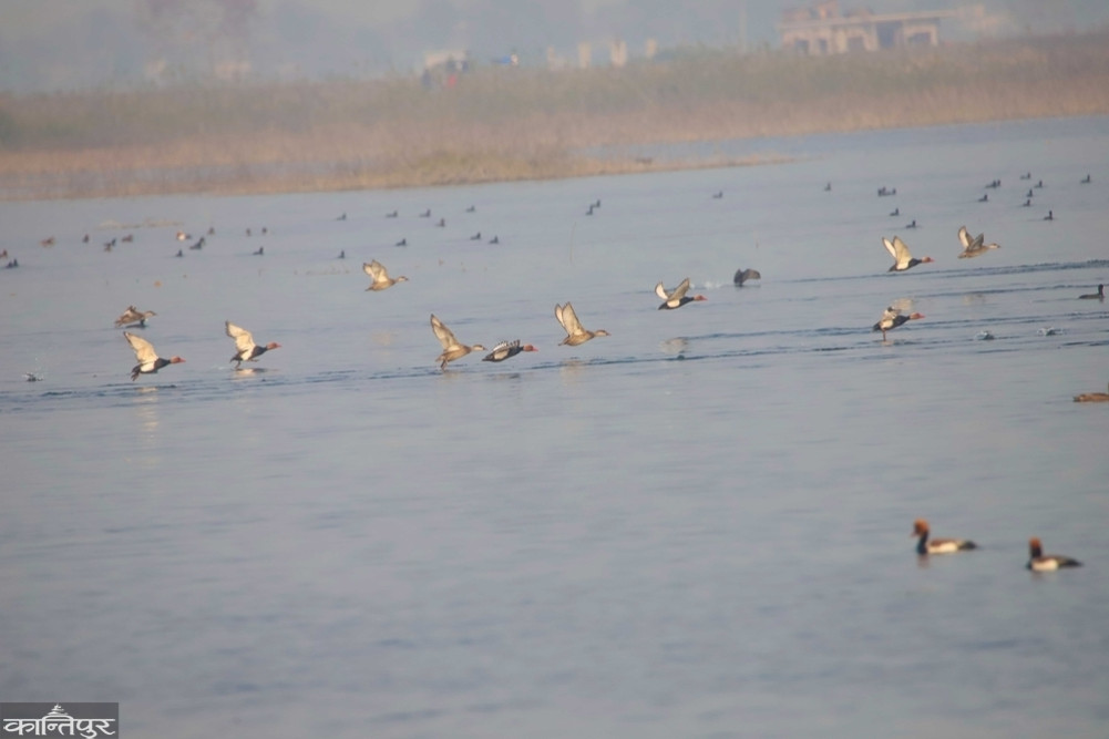 More than 25,000 waterfowl of 82 species in Shuklaphanta