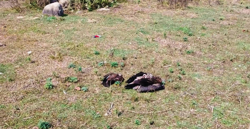 9 vultures, including rare Dangara, die after eating poisonous seeds