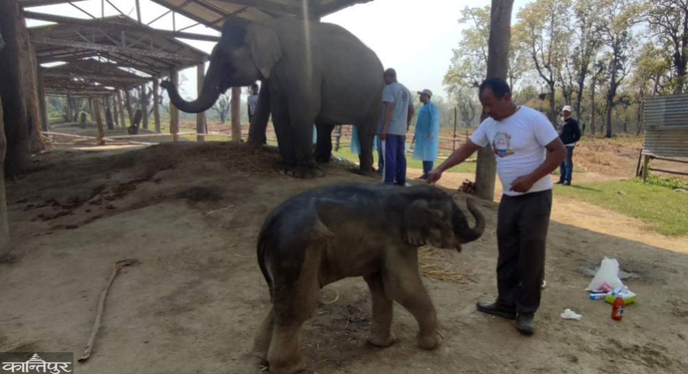 Prime Minister Shah inspects the Elephant Breeding and Training Center in Sauraha