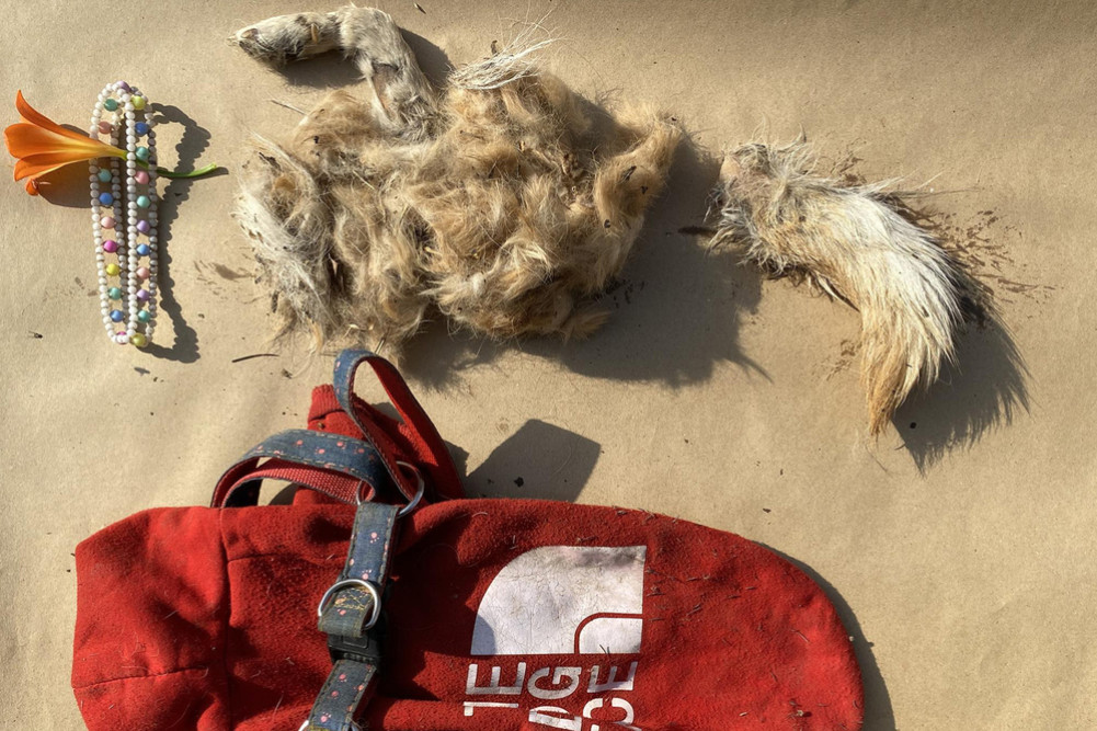 Remains of 'chimpu' found in Chobhar, suspected to have been attacked by a leopard