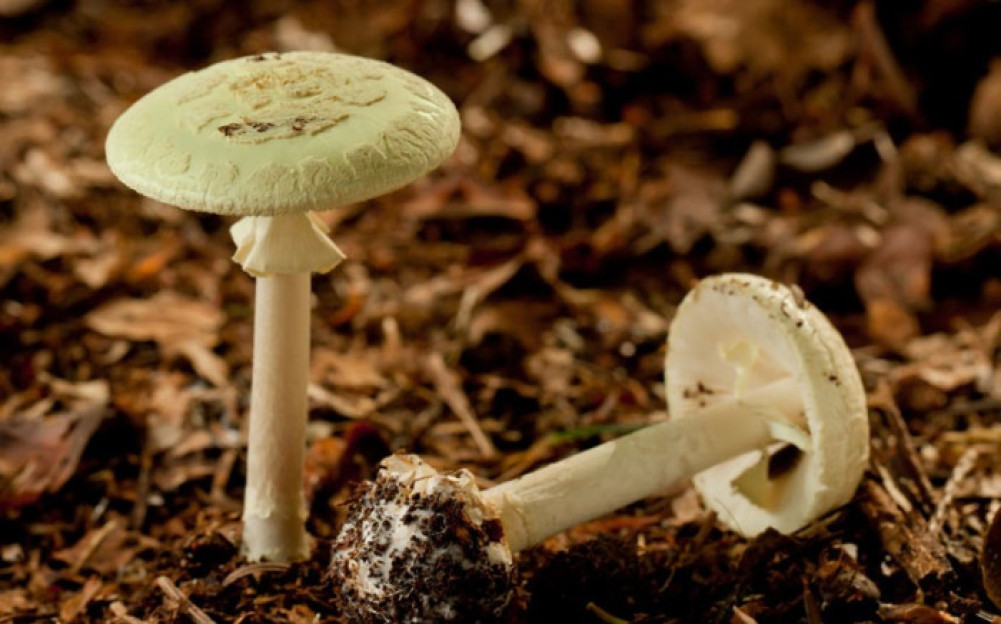 Poisonous mushrooms are killing people: 2 people have died in Palpa in the past week, more than a dozen are sick