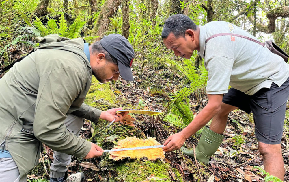 Survey of wild mushrooms in the Annapurna Conservation Area