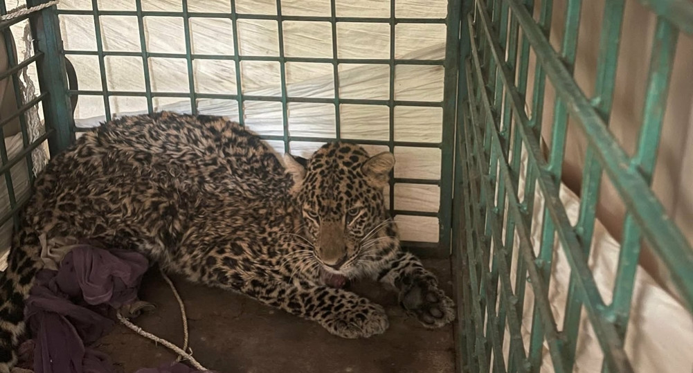 Leopard rescued from Dang receives treatment in Bardiya