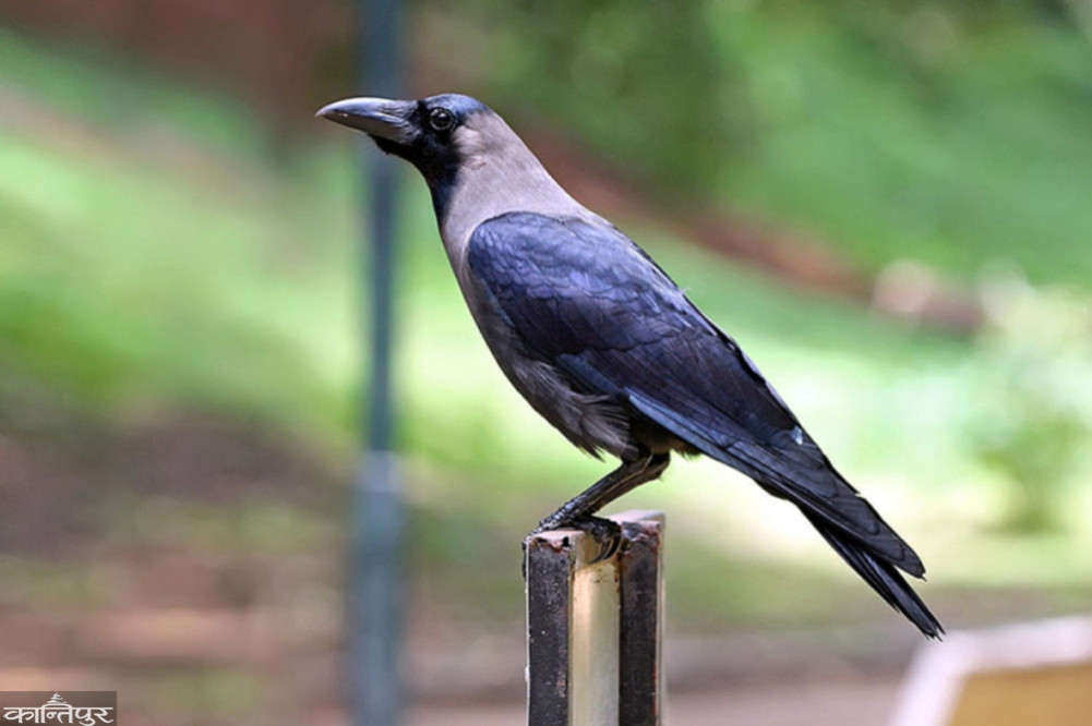 After Kirtipur, 15 dead crows found in Toudaha area