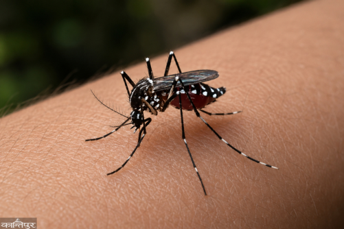 Three-month dengue awareness campaign begins