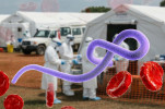 Ebola infection spreading at community level in Congo, drug trials underway