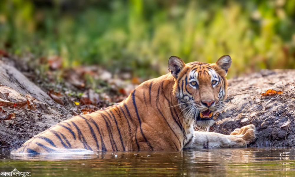 Nepal's tiger crisis: A man-made disaster