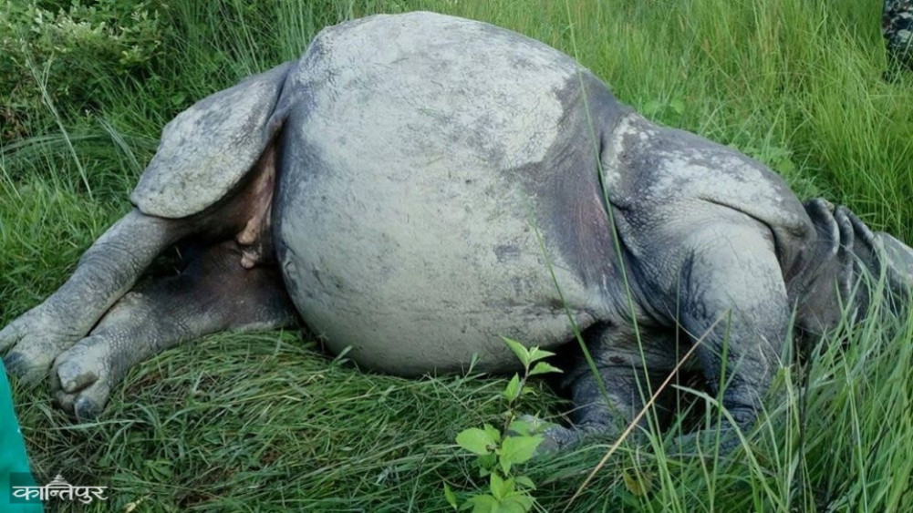 22 rhinos died in one year