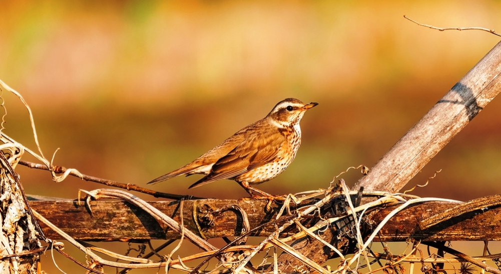 A beautiful sandpiper was found on the shore.