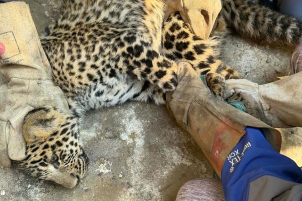 Leopard dies after being injured in snare
