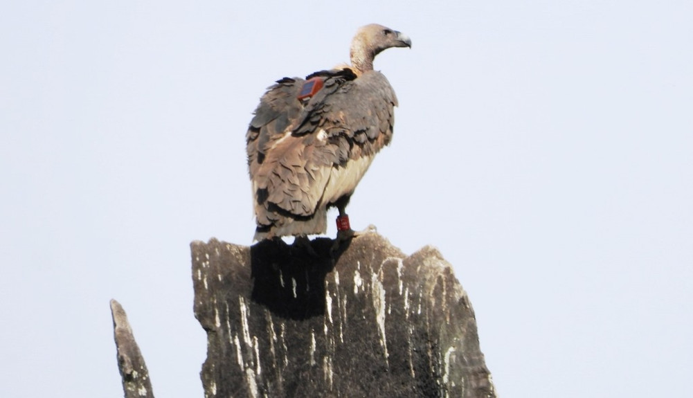The vulture of Shuklaphanta flew 520 kilometers to reach Maharana Pratap Sagar in Himachal Pradesh.