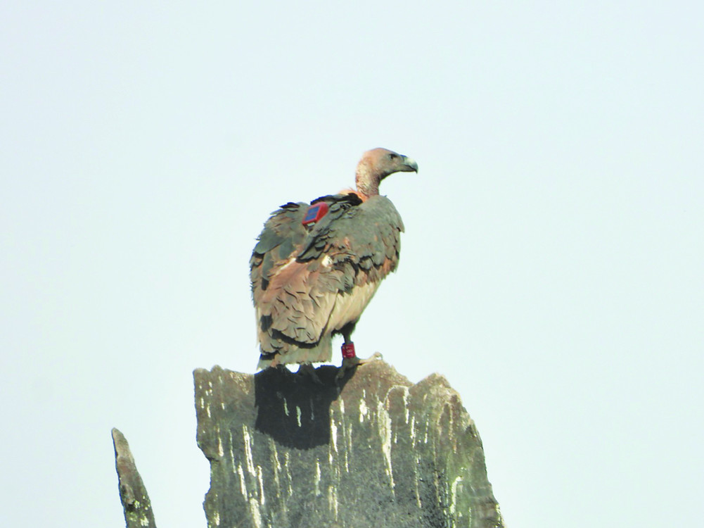 The vulture of Shuklaphanta flew 520 kilometers and reached Himachal Pradesh, India.